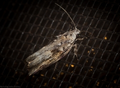 Lichenaula phloeochroa