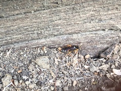 Ichneumon ambulatorius