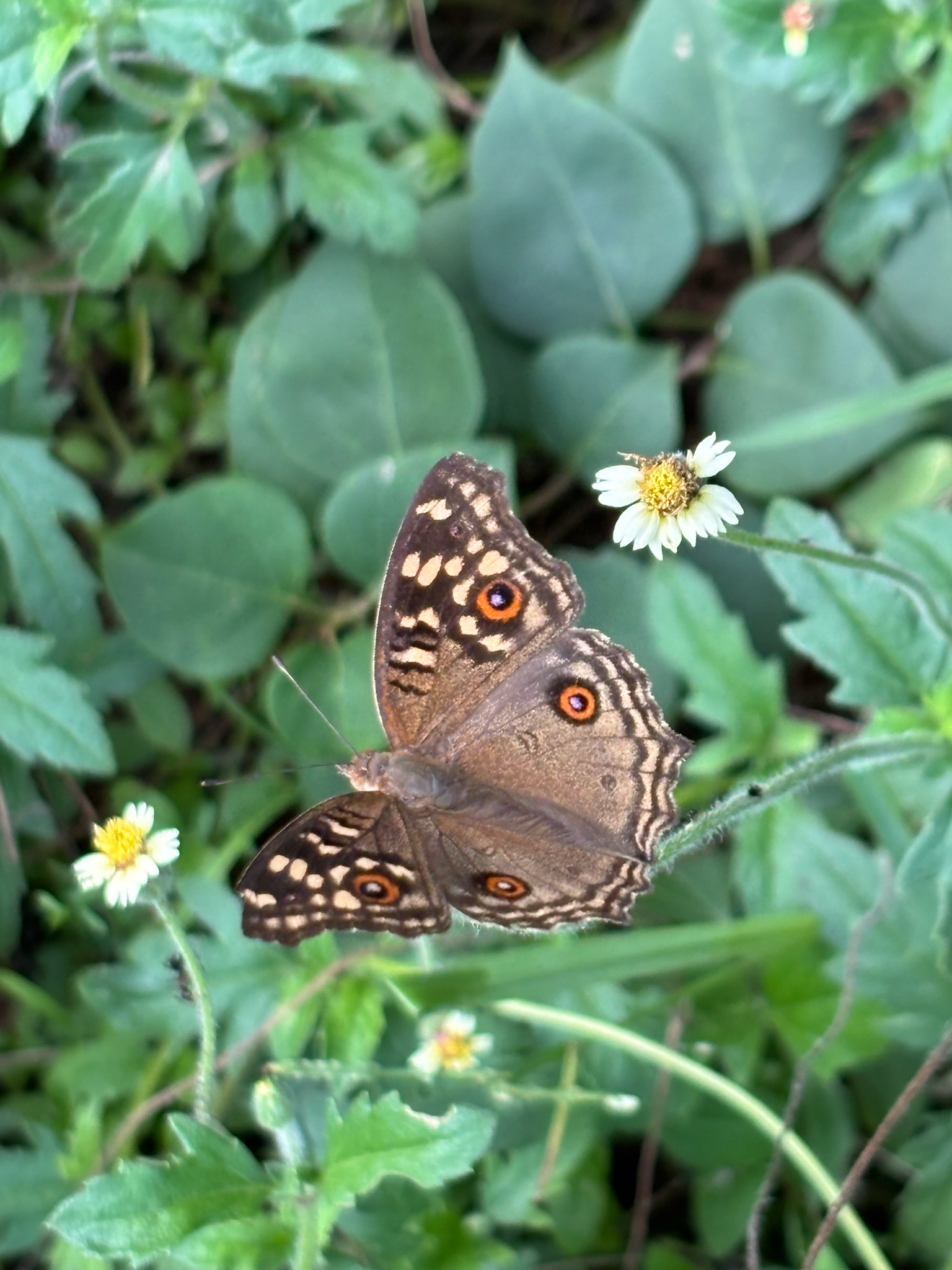 Lemon Pansy