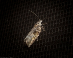 Lichenaula phloeochroa