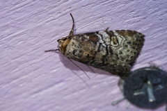 Bryophilina mollicula