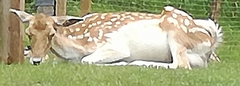 Cervini