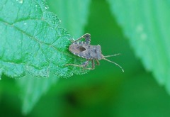 Acanthocoris sordidus