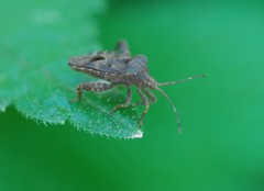 Acanthocoris sordidus