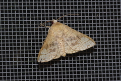 Canaea ryukyuensis