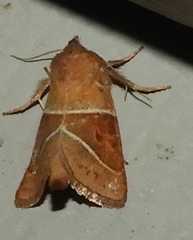 Lemmeria digitalis