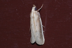 Paraemmalocera anerastica