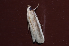 Paraemmalocera anerastica