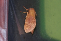 Dendrolimus okinawanus