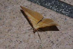 Pseudonadagara semicolor