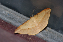 Pseudonadagara semicolor