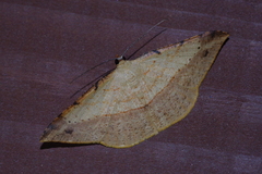 Pseudonadagara semicolor