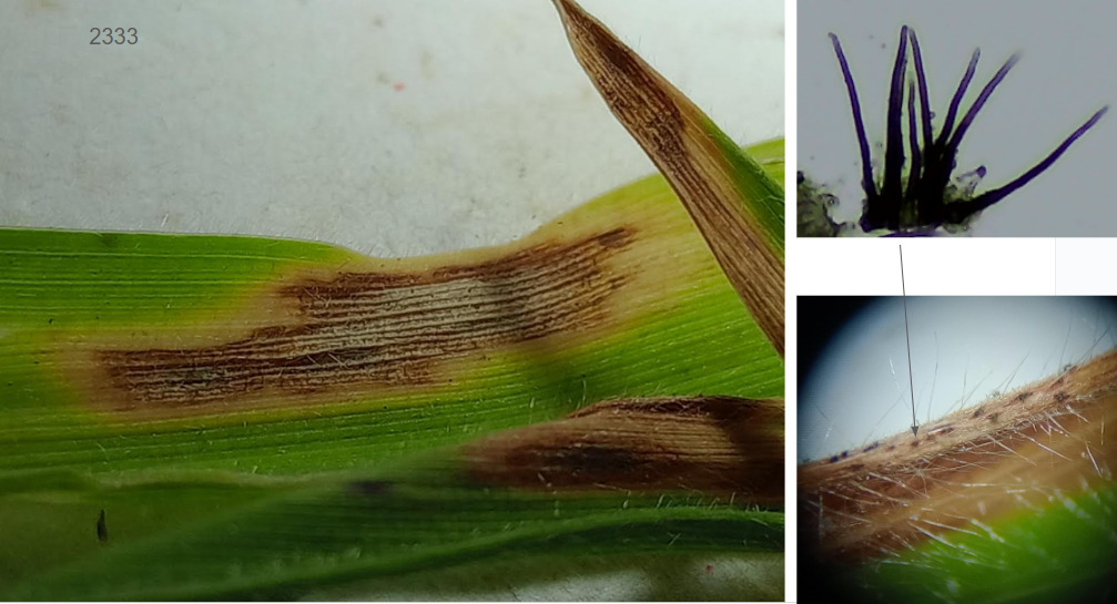 Colletotrichum holci