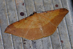 Pseudonadagara semicolor