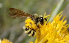 Cnemidandrena