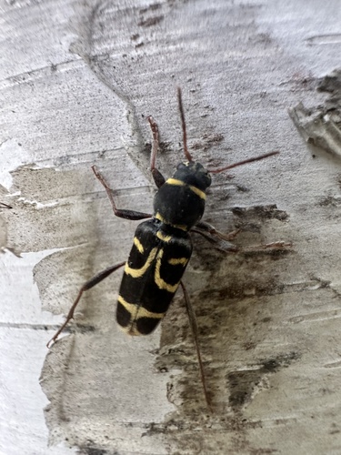 Xylotrechus clarinus