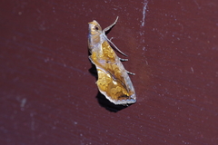 Plusiodonta coelonota