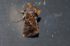 Scriptoplusia nigriluna