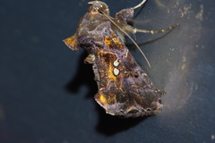 Scriptoplusia nigriluna