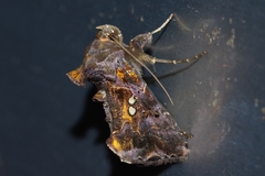 Scriptoplusia nigriluna