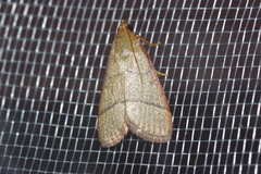 Orthopygia repetita