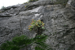 Sedum palmeri