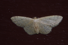 Idaea sakuraii