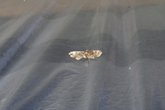 Omphisa anastomosalis