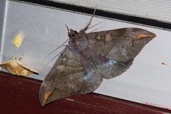 Ischyja ferrifracta