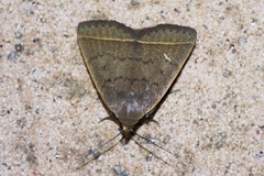 Simplicia discosticta