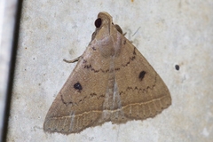 Simplicia discosticta