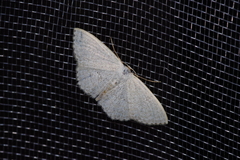 Scopula coniaria