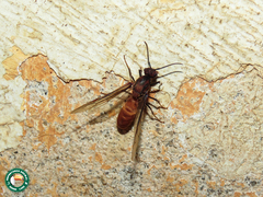 Eciton vagans