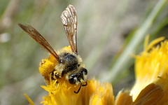 Cnemidandrena