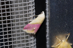 Eublemma cochylioides