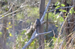 Cacomantis variolosus