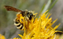 Cnemidandrena
