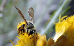 Cnemidandrena