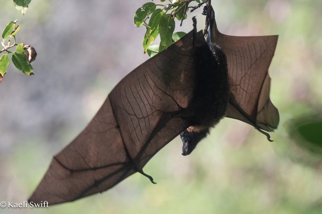 Mariana Flying-fox