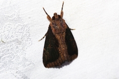 Ercheia dubia
