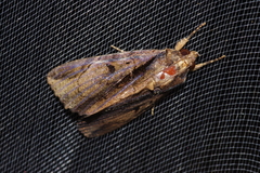 Ercheia dubia