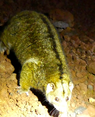 Plush-Coated Ringtail photo 2
