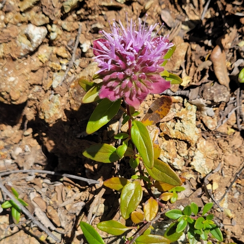 Palmer's monardella (Monardella palmeri)