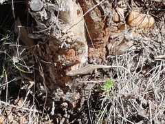 Podarcis guadarramae guadarramae