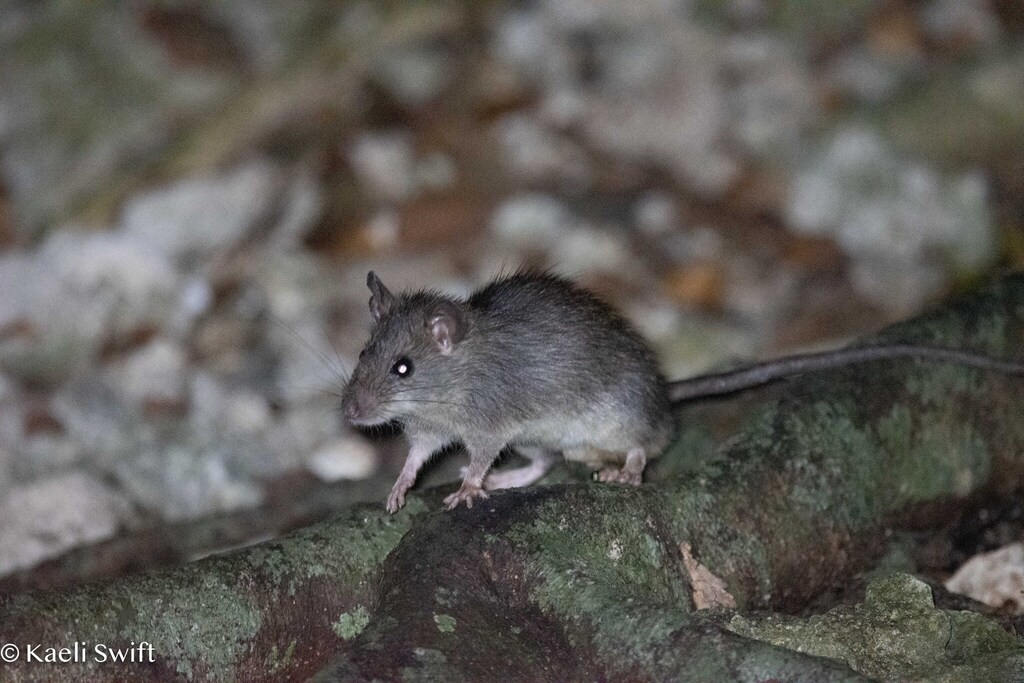 Polynesia Rat Polynesian Rat from Tinian, CNMI on June 14, 2025 at 10:52 PM by ...