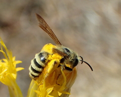 Cnemidandrena