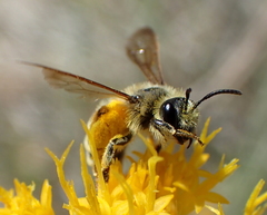 Cnemidandrena