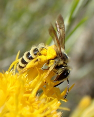 Cnemidandrena