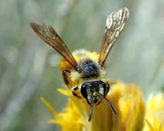 Cnemidandrena