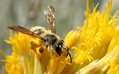 Cnemidandrena